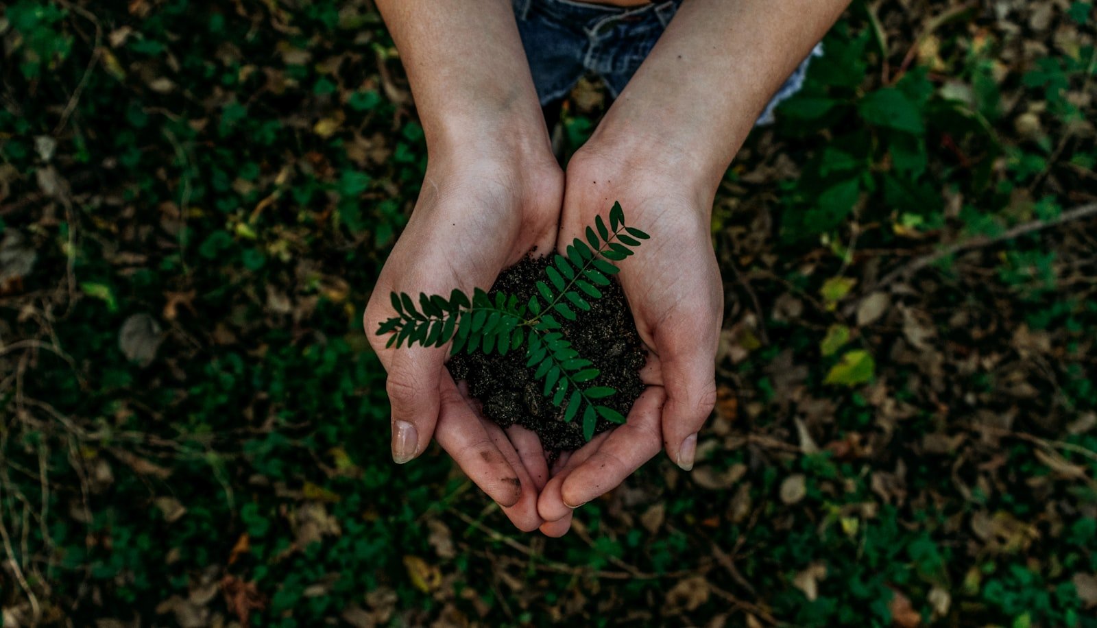 Cupped hands gently holding soil and a young green seedling